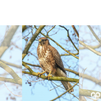 گونه سارگپه کوهی Upland Buzzard